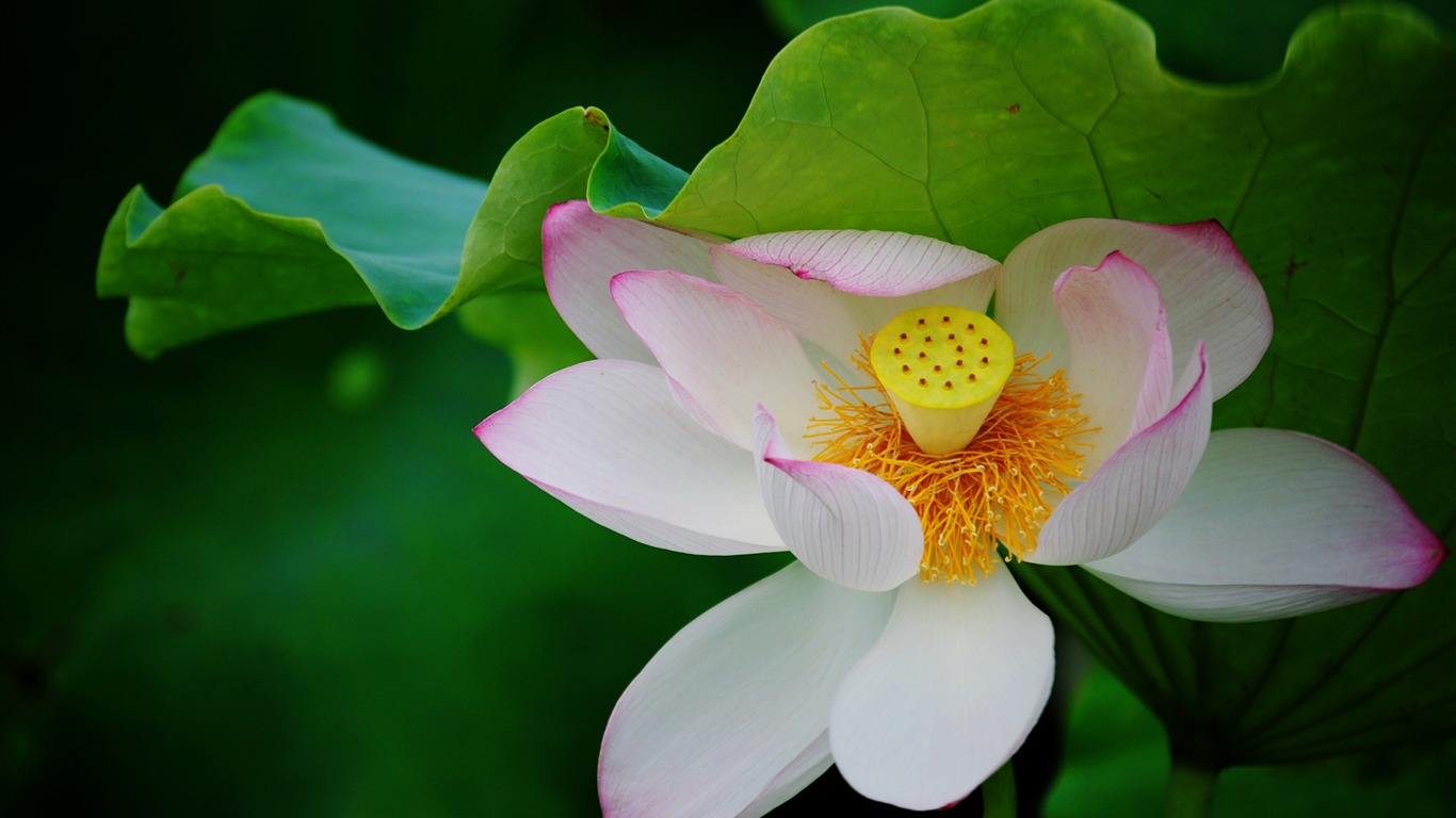 Lotus (Pretty in Pink 526 entries) #20 - 1366x768