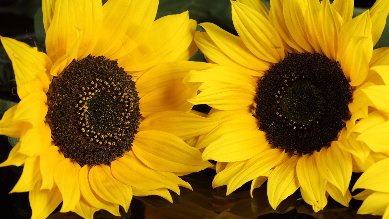 Beautiful Sonnenblumen Nahaufnahme Wallpaper (1) #4 - 1366x768