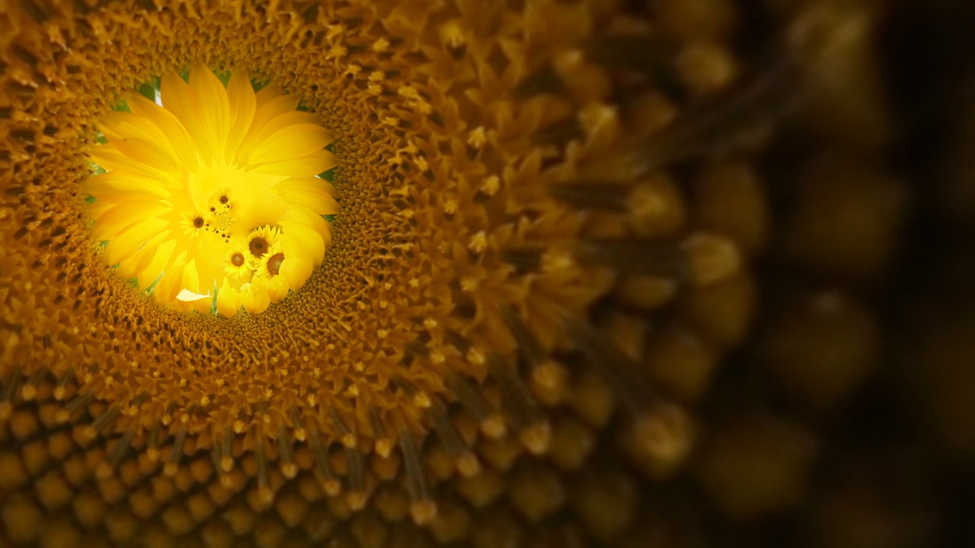 Beautiful sunflower close-up wallpaper (1) #5 - 1366x768