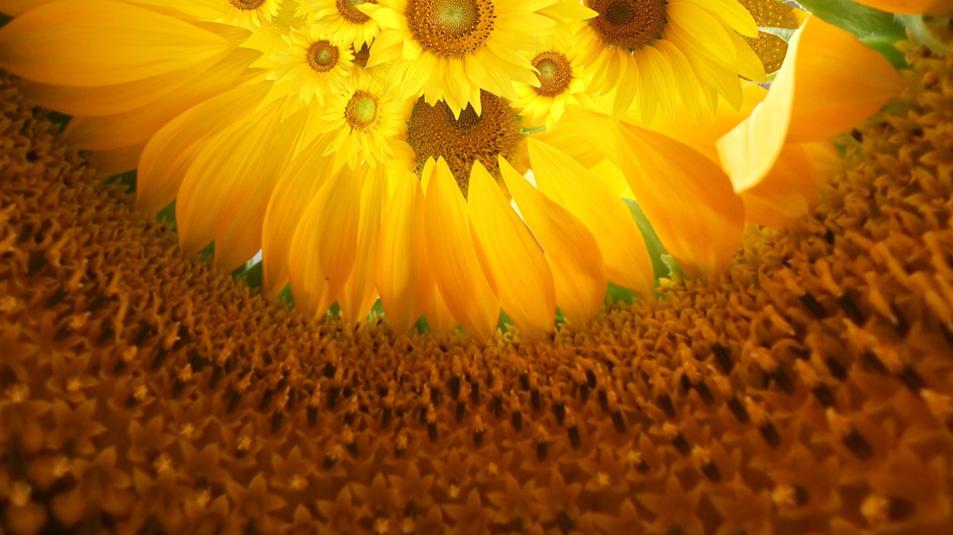 Beau fond d'écran de tournesol close-up (1) #6 - 1366x768