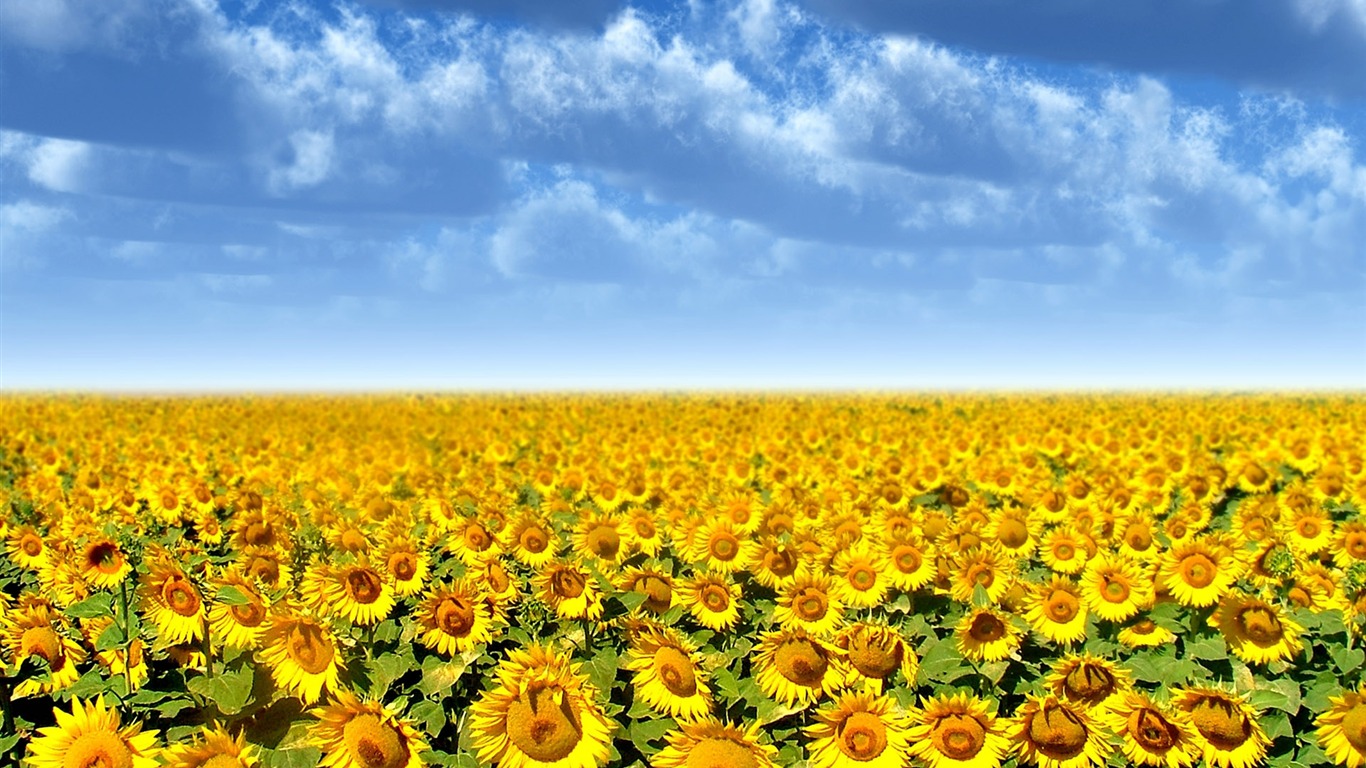 Beautiful sunflower close-up wallpaper (1) #7 - 1366x768