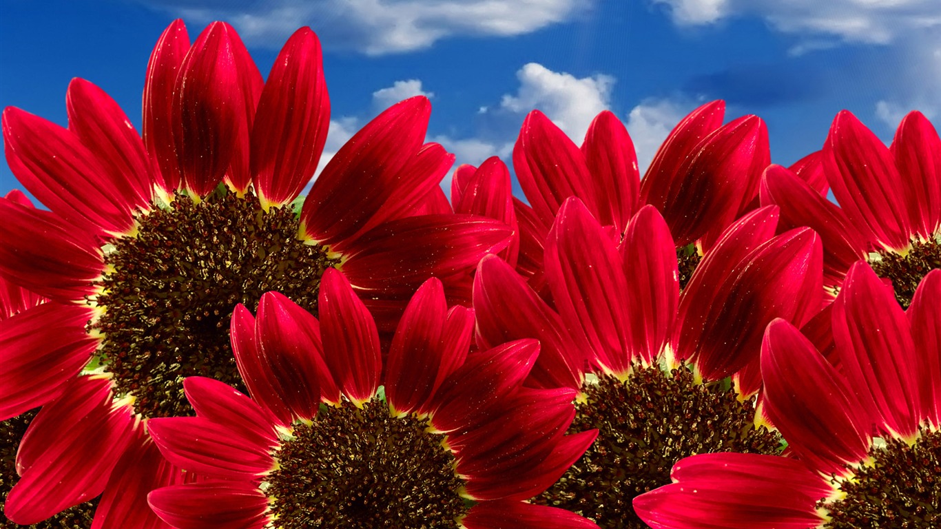 Beautiful Sonnenblumen Nahaufnahme Wallpaper (1) #11 - 1366x768