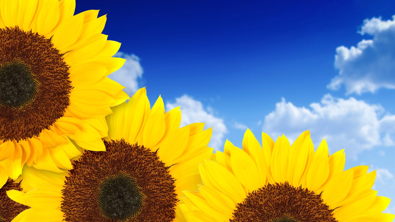 Beautiful Sonnenblumen Nahaufnahme Wallpaper (1) #12 - 1366x768