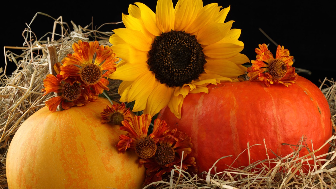 Beautiful sunflower close-up wallpaper (1) #16 - 1366x768