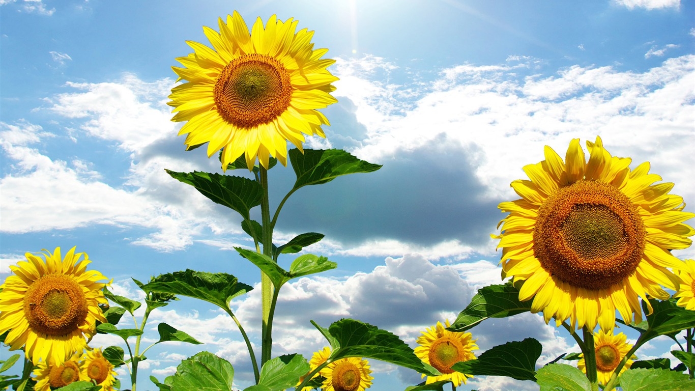 Beautiful Sonnenblumen Nahaufnahme Wallpaper (1) #17 - 1366x768