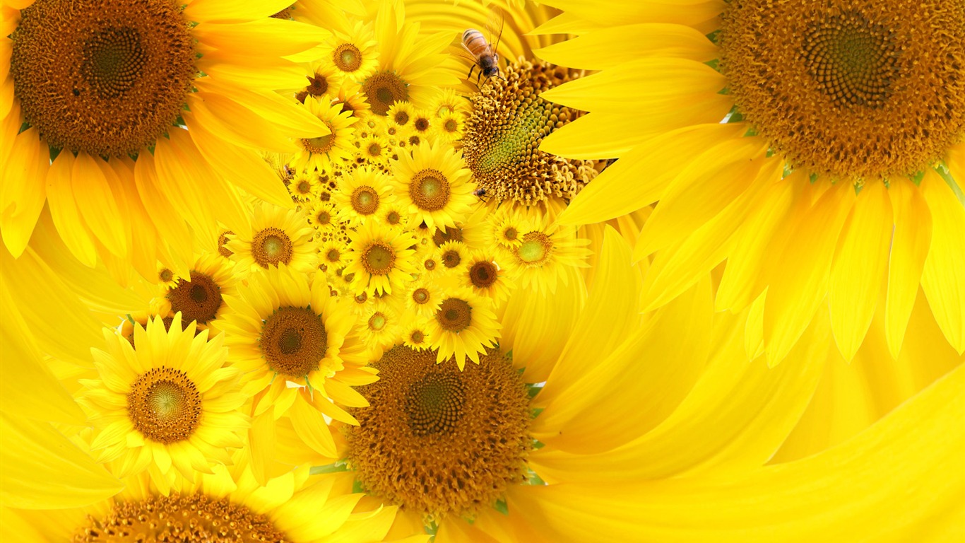 Beautiful Sonnenblumen Nahaufnahme Wallpaper (1) #19 - 1366x768