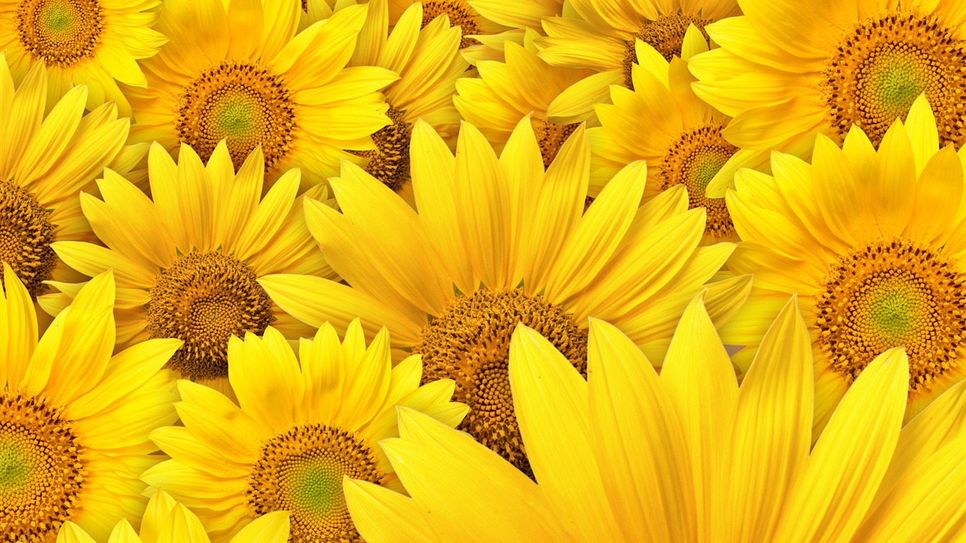 Beautiful sunflower close-up wallpaper (1) #20 - 1366x768