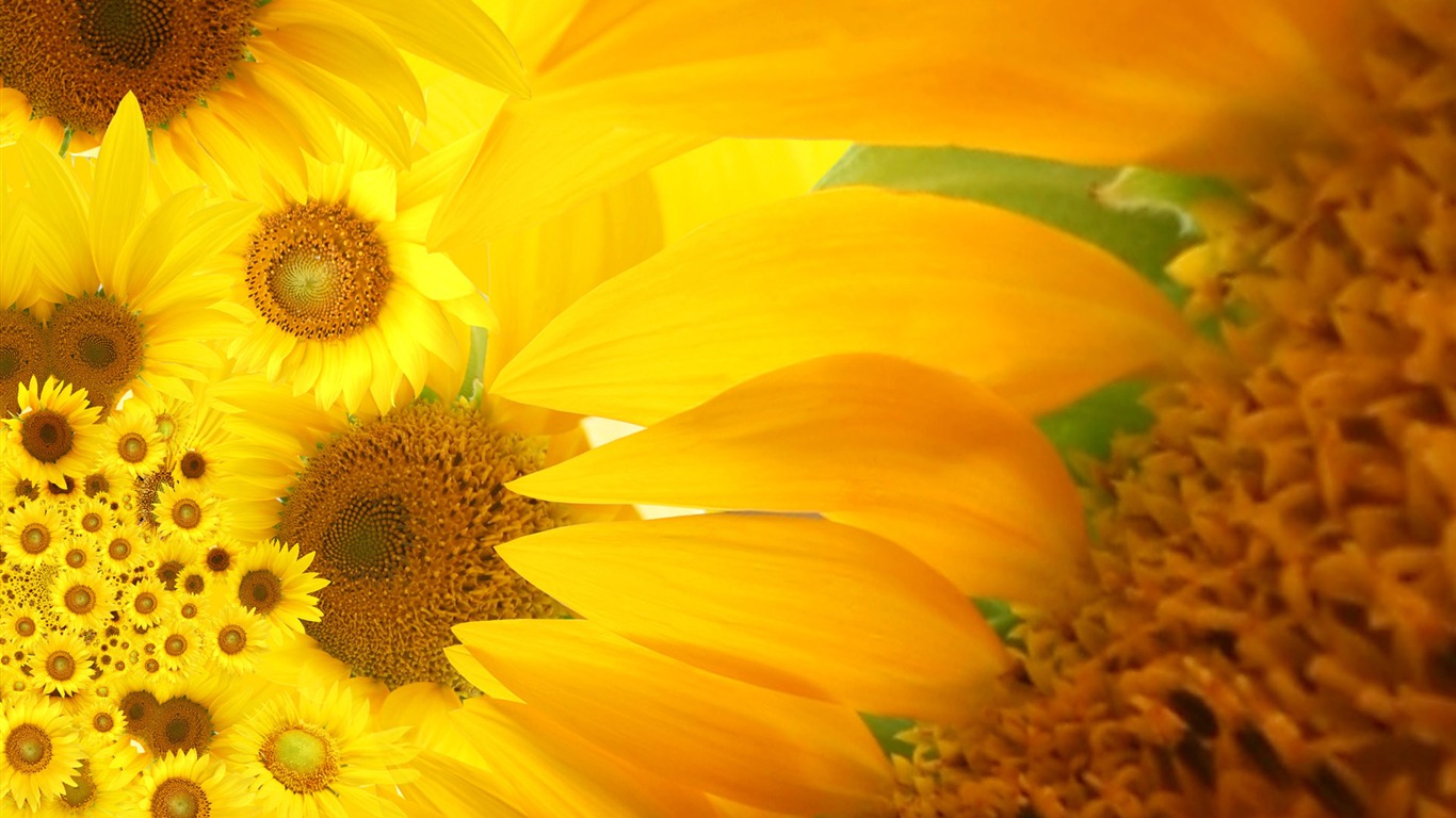 Beautiful sunflower close-up wallpaper (2) #1 - 1366x768