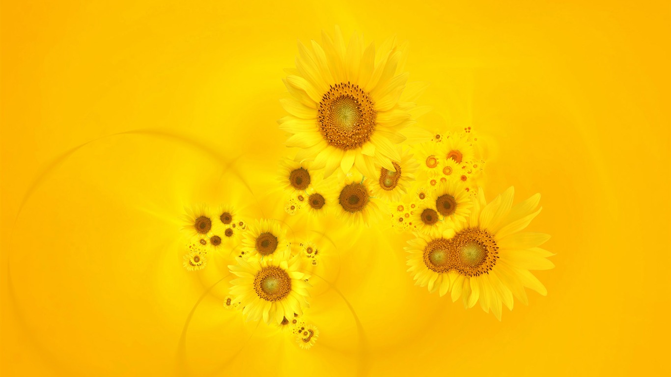 Beautiful sunflower close-up wallpaper (2) #5 - 1366x768