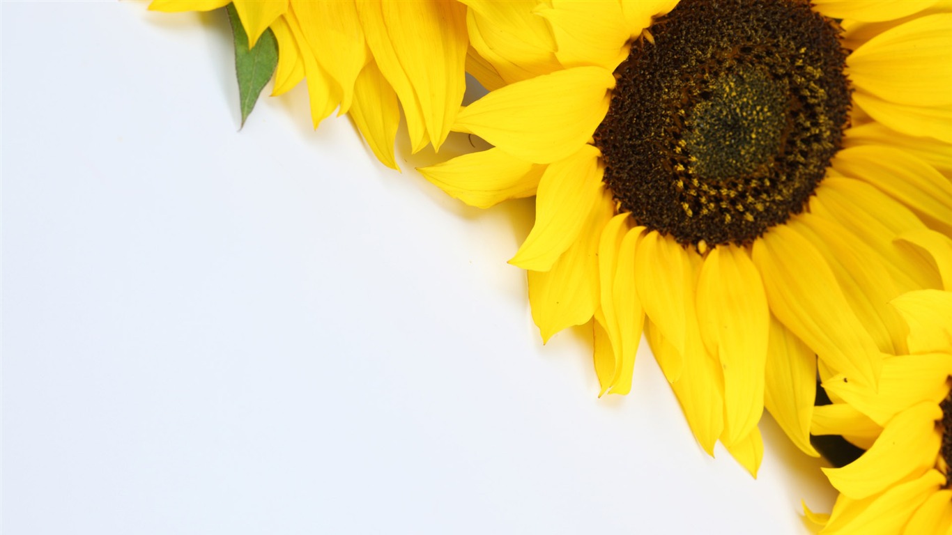 Beautiful sunflower close-up wallpaper (2) #6 - 1366x768