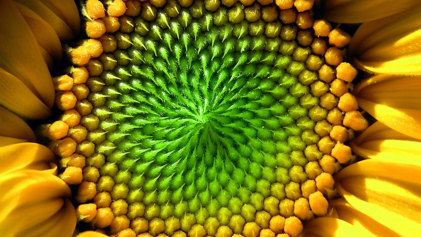 Beautiful sunflower close-up wallpaper (2) #8 - 1366x768