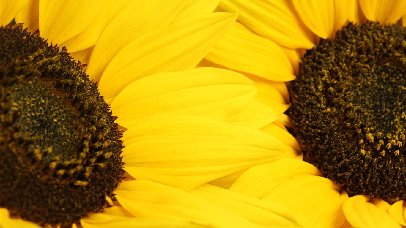 Beautiful sunflower close-up wallpaper (2) #11 - 1366x768