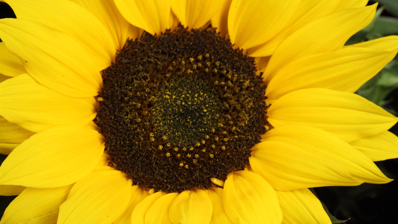 Beautiful sunflower close-up wallpaper (2) #12 - 1366x768