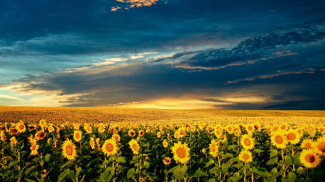 Beautiful sunflower close-up wallpaper (2) #13 - 1366x768