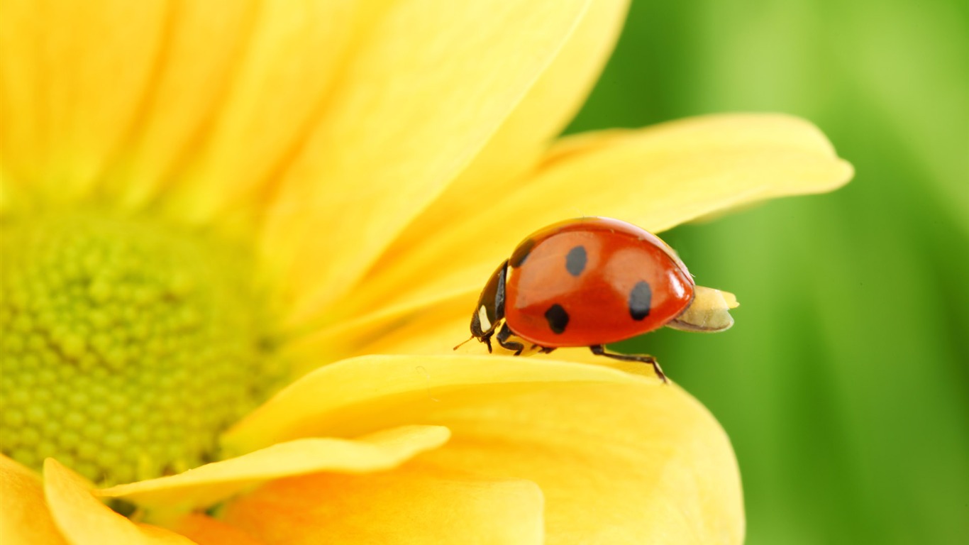 Beautiful sunflower close-up wallpaper (2) #14 - 1366x768