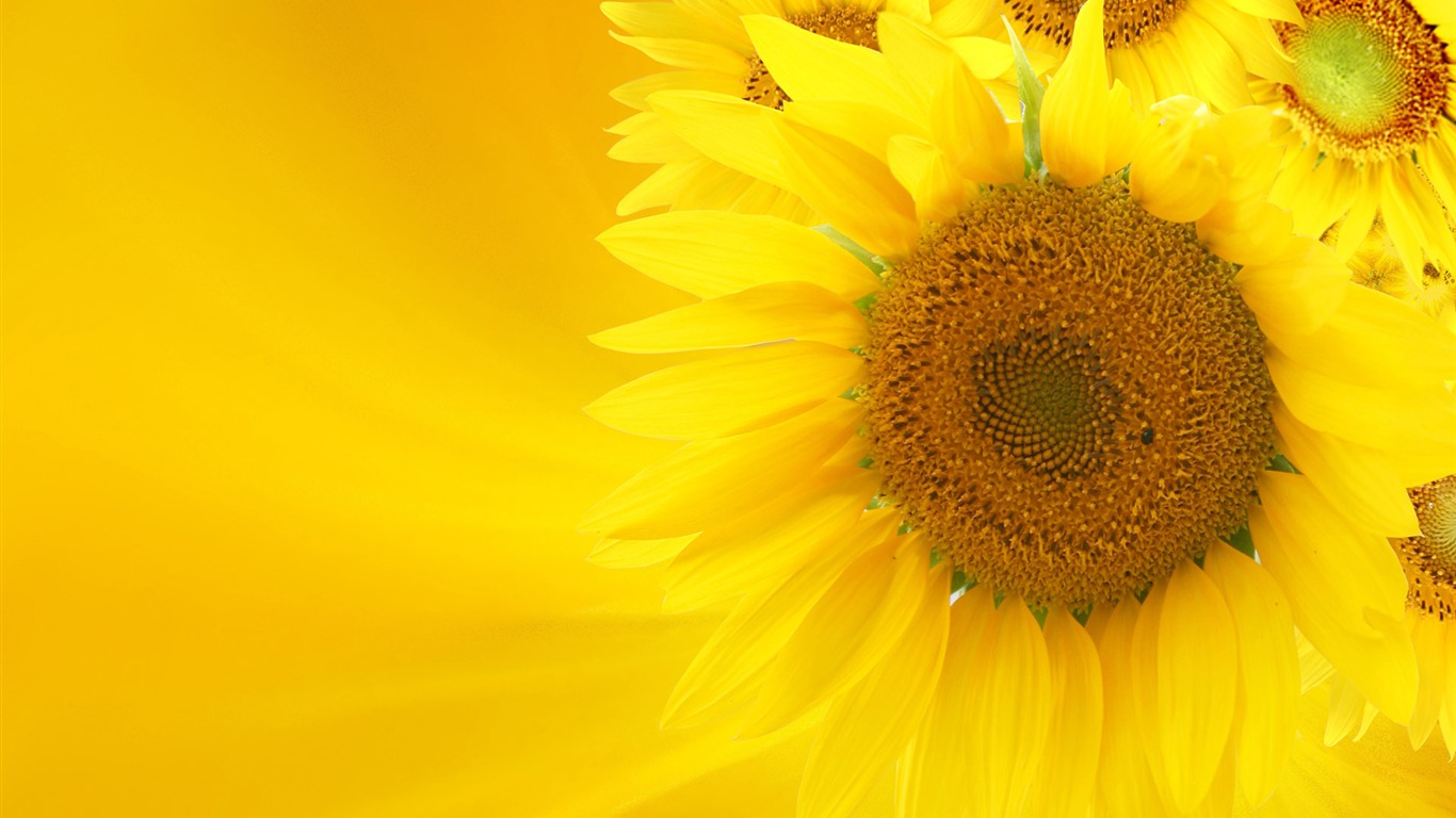 Beautiful sunflower close-up wallpaper (2) #15 - 1366x768