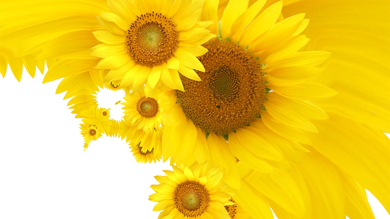 Beautiful sunflower close-up wallpaper (2) #16 - 1366x768