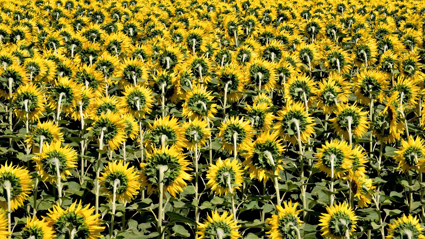 Beautiful sunflower close-up wallpaper (2) #17 - 1366x768