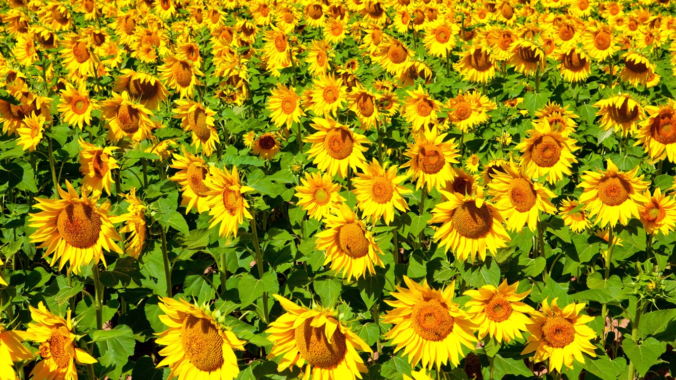 Beautiful sunflower close-up wallpaper (2) #18 - 1366x768