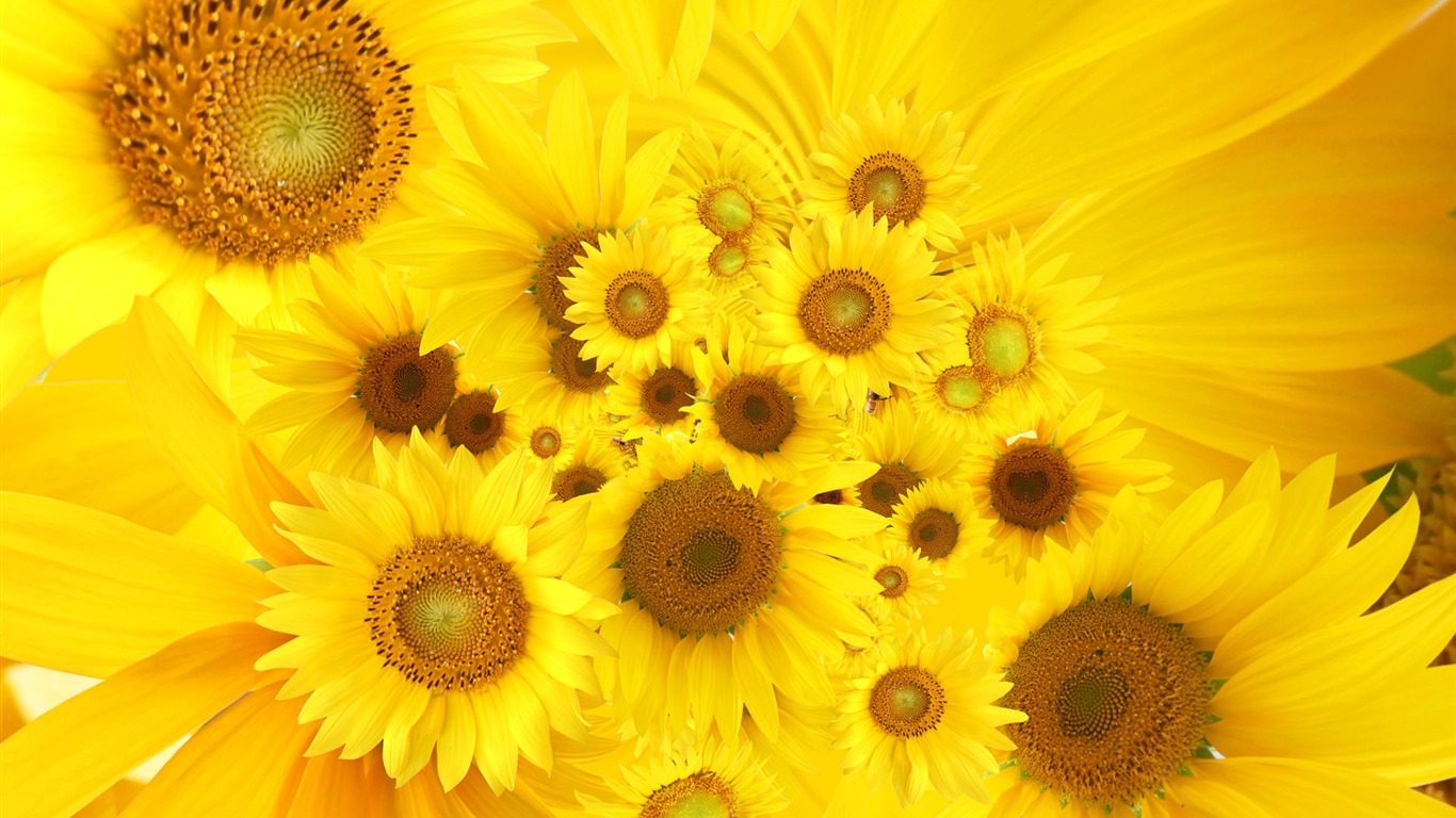 Beautiful sunflower close-up wallpaper (2) #20 - 1366x768