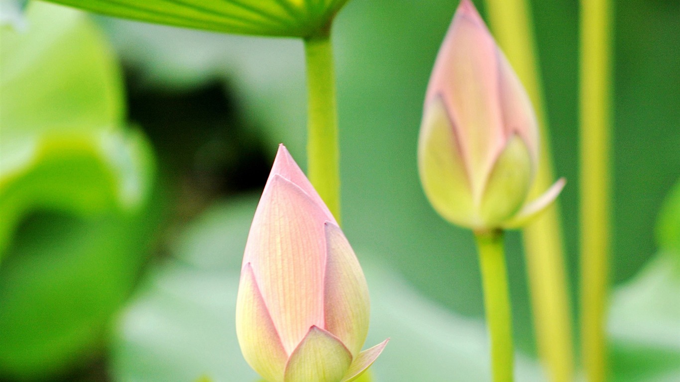 Dutch close-up (1) (genzhukou works) #27 - 1366x768