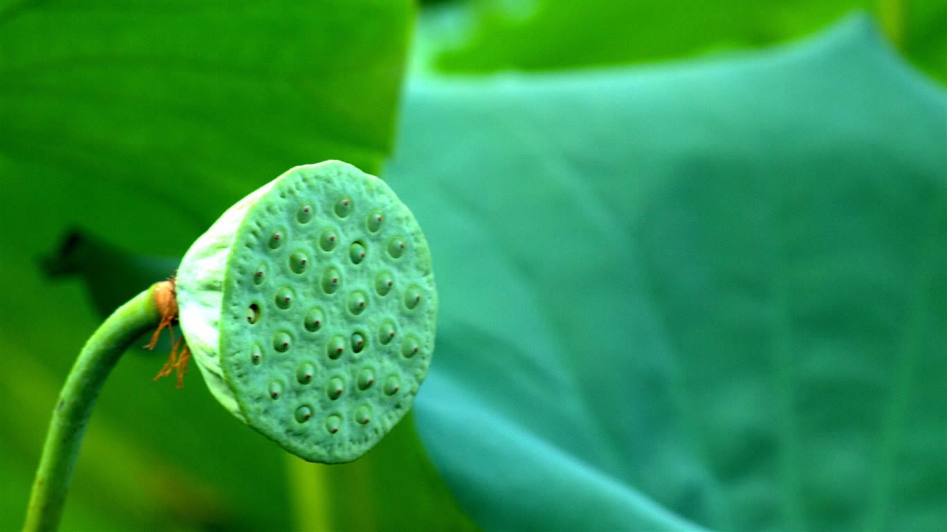 Holandský close-up (2) (genzhukou práce) #10 - 1366x768
