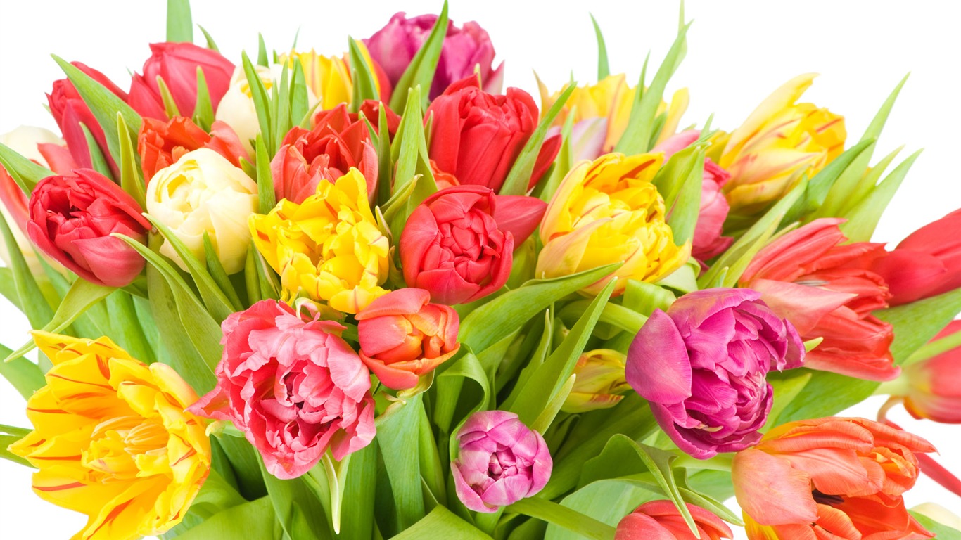 Tulip tapety album (8) #2 - 1366x768