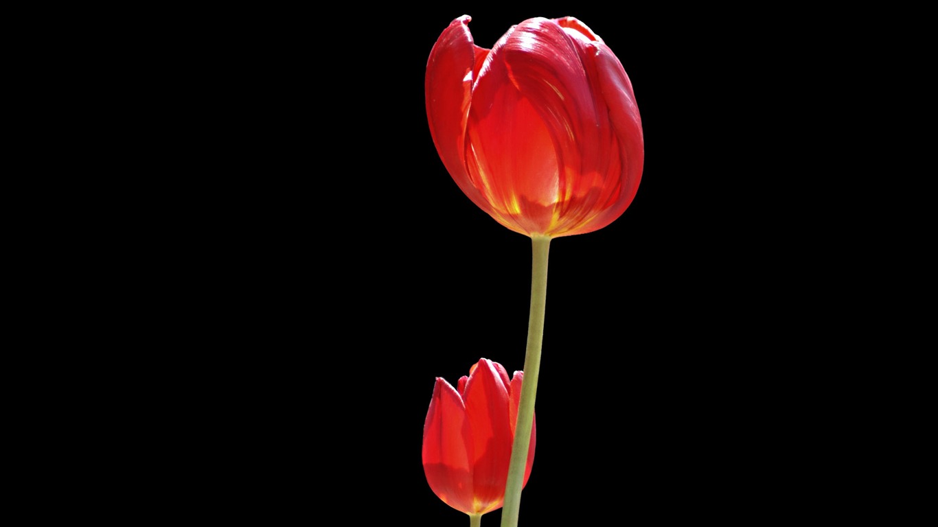 Tulip wallpaper album (8) #3 - 1366x768