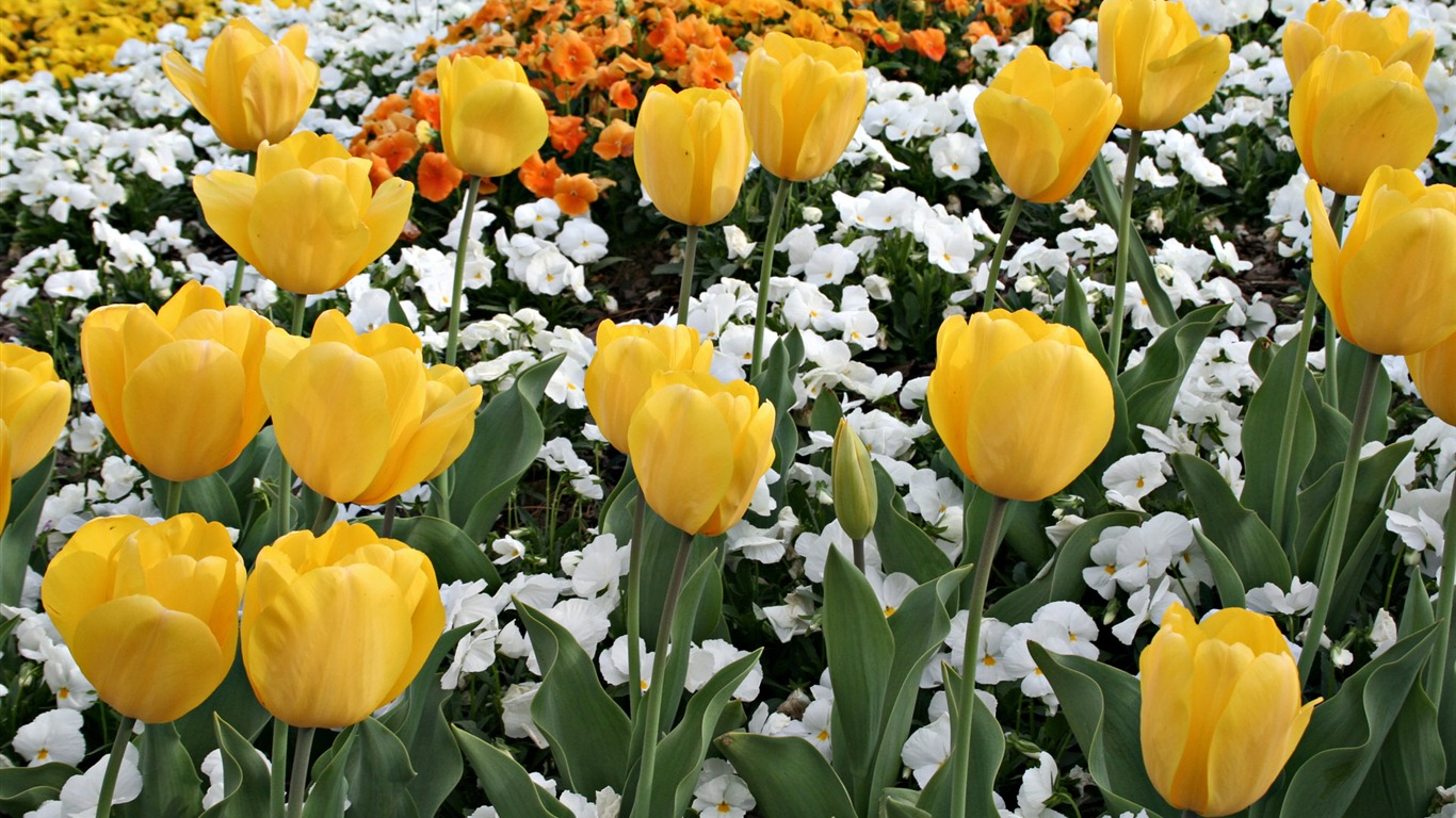 Tulip tapety album (8) #6 - 1366x768
