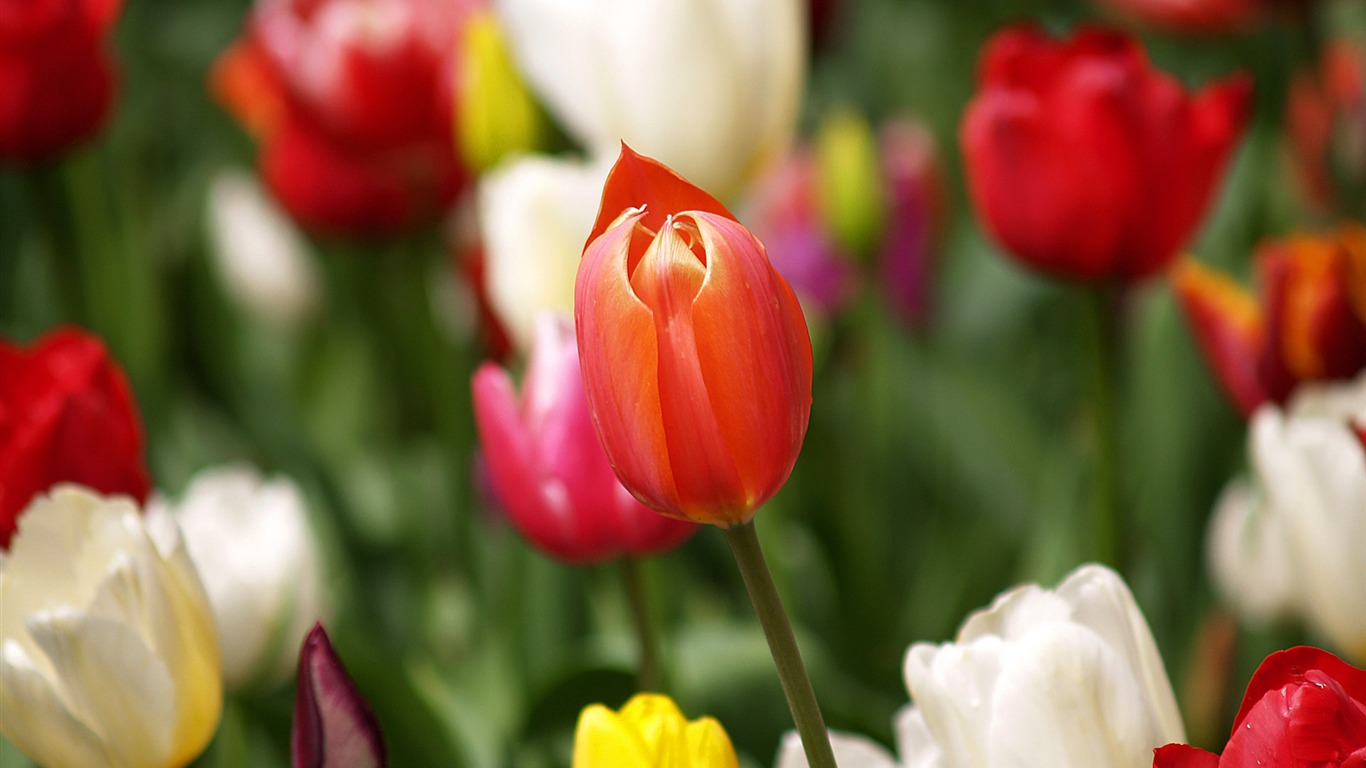 Tulip wallpaper album (8) #7 - 1366x768