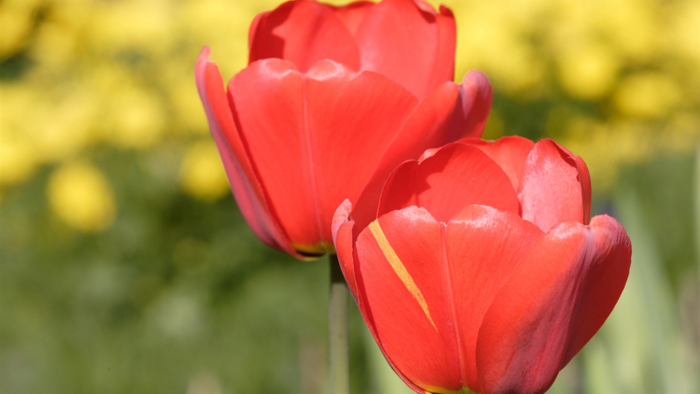 Fond d'écran album Tulip (8) #10 - 1366x768