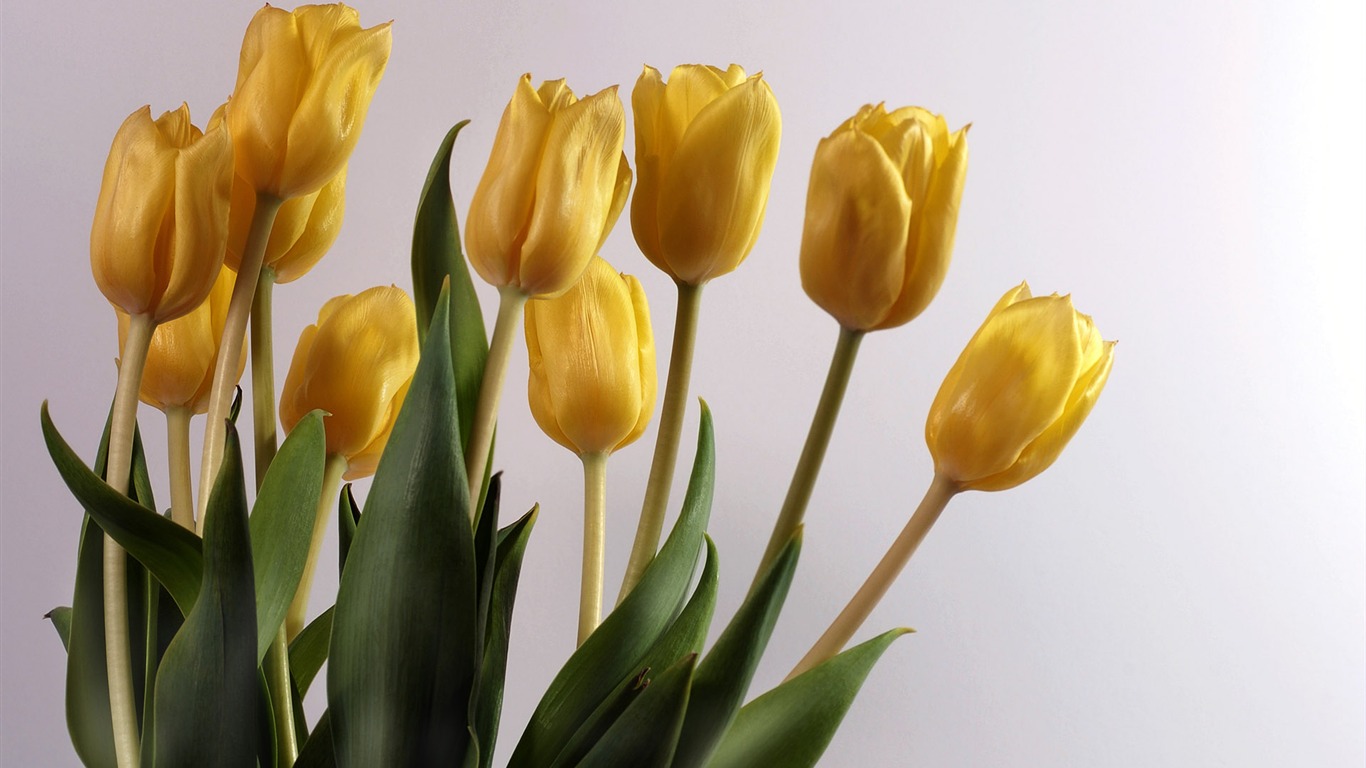 Tulip wallpaper album (8) #11 - 1366x768