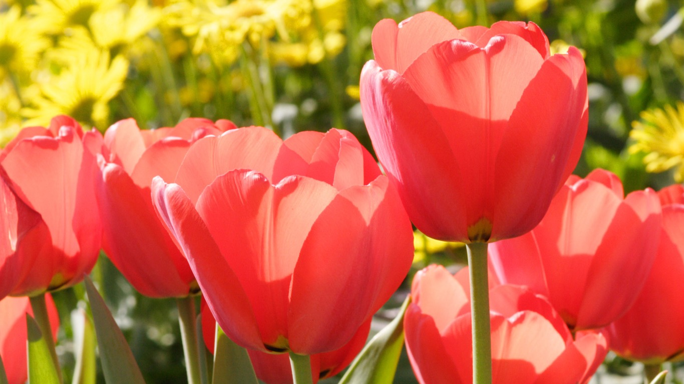 Tulip wallpaper album (8) #12 - 1366x768