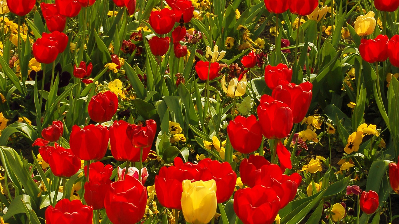 Tulip tapety album (8) #13 - 1366x768