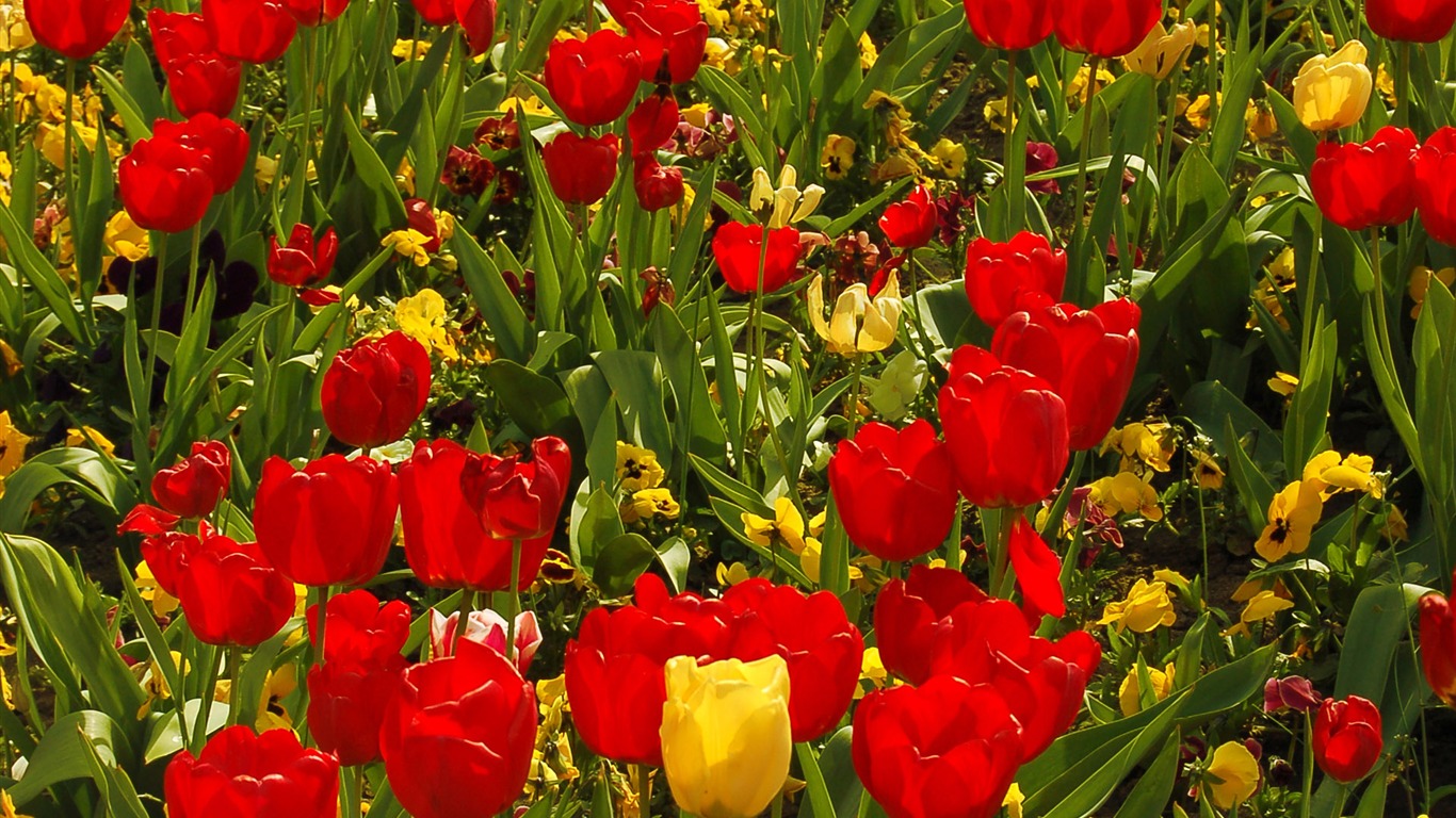 Tulip wallpaper album (8) #13 - 1366x768