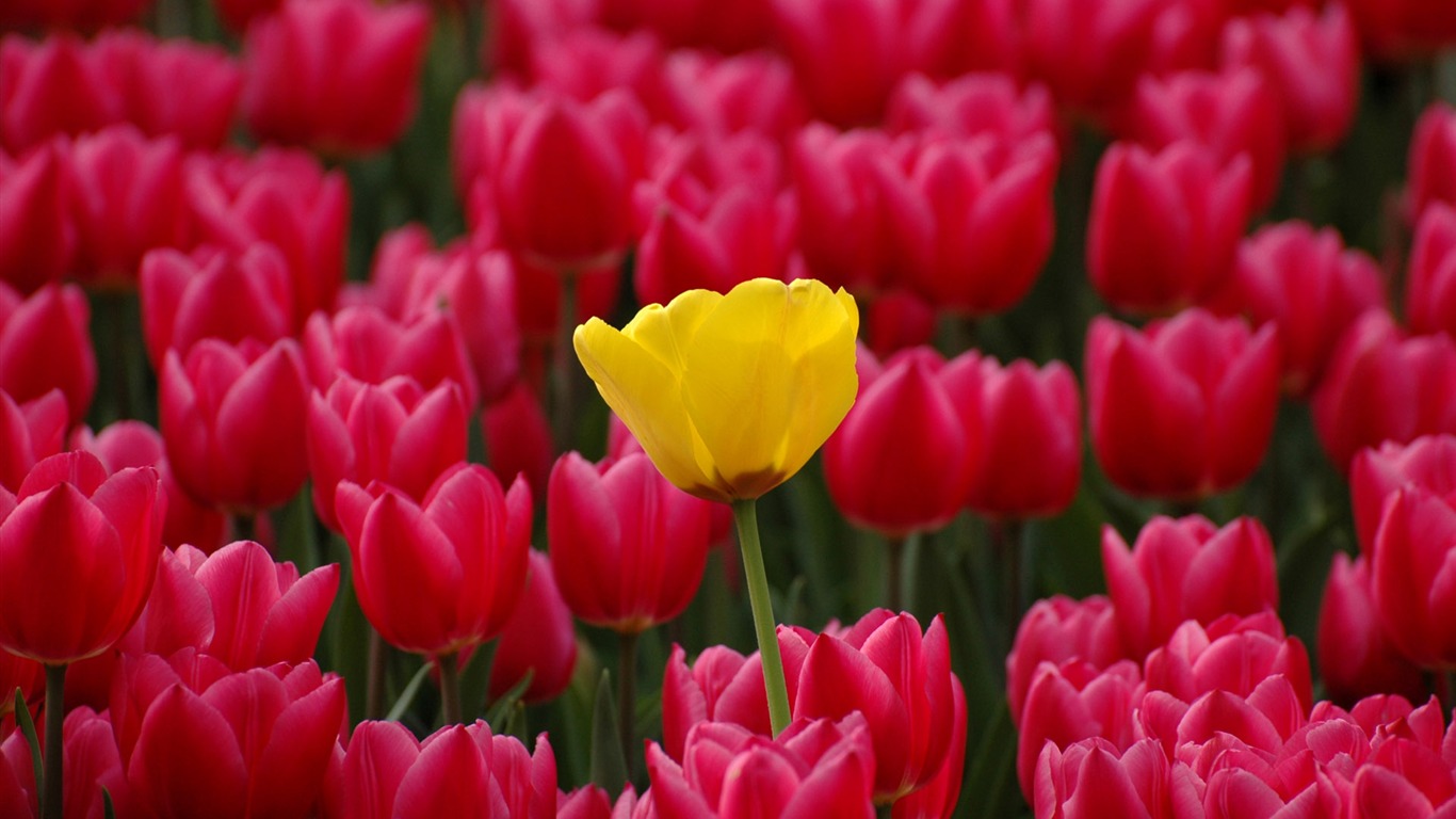 Tulip wallpaper album (8) #14 - 1366x768