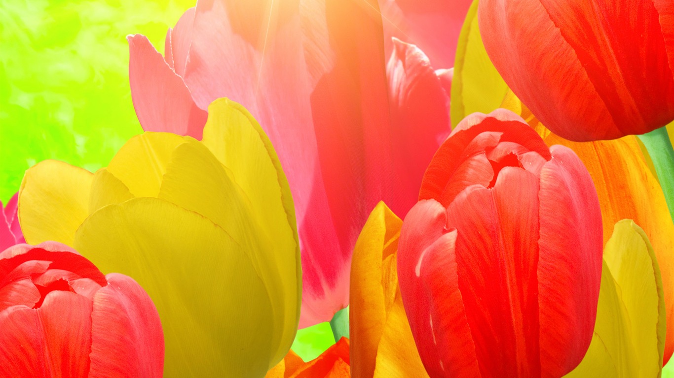 Tulip wallpaper album (8) #15 - 1366x768