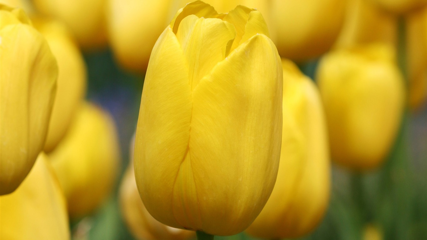 Tulip wallpaper album (8) #16 - 1366x768