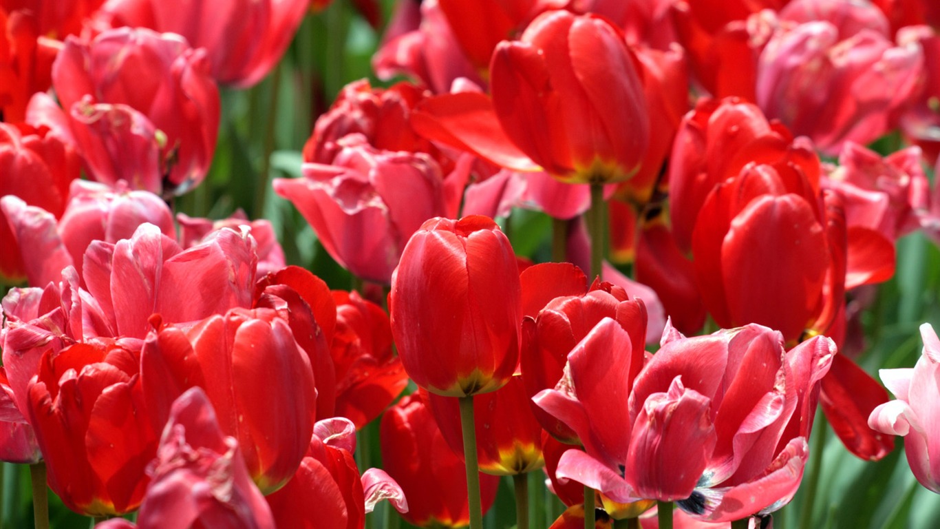 Tulip wallpaper album (8) #17 - 1366x768