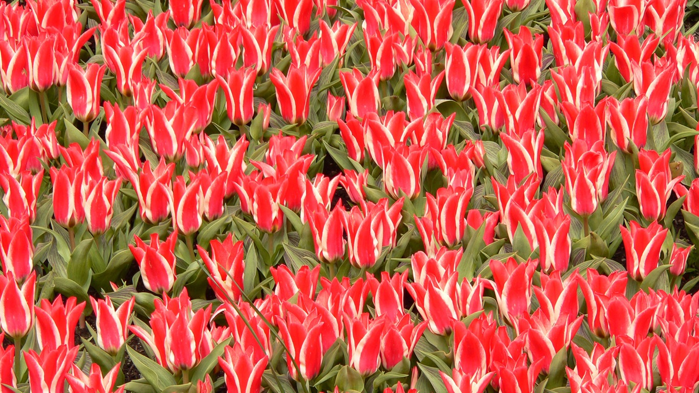 Tulip wallpaper album (8) #18 - 1366x768