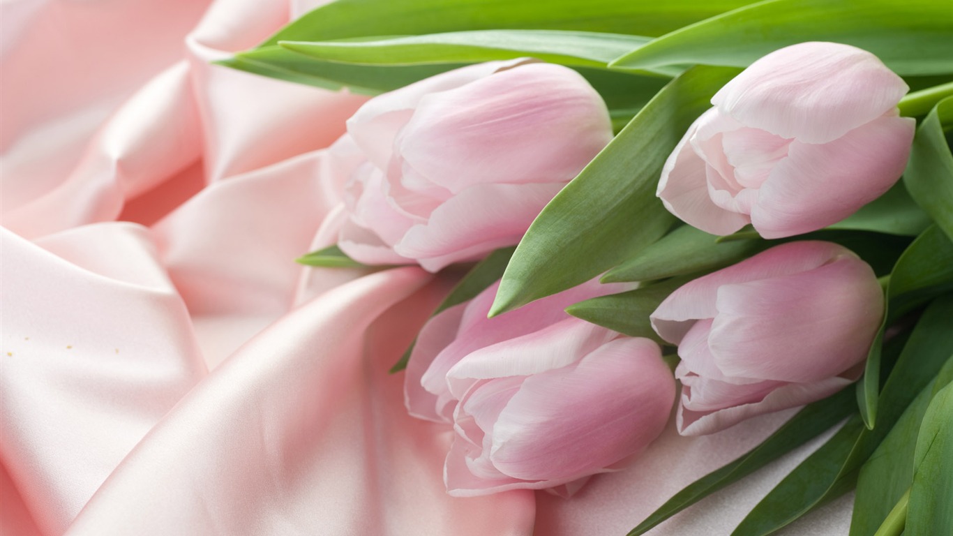 Tulip wallpaper album (8) #20 - 1366x768