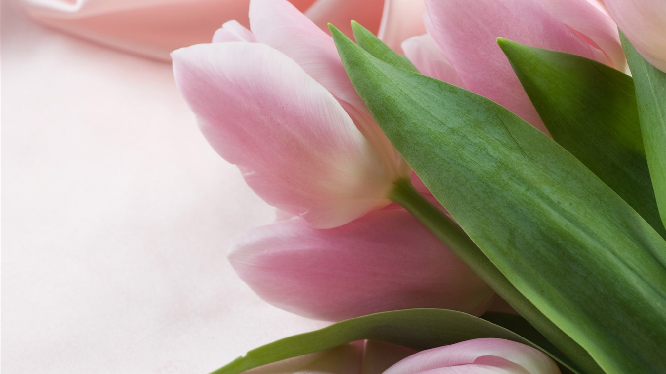 Tulip tapety album (9) #7 - 1366x768