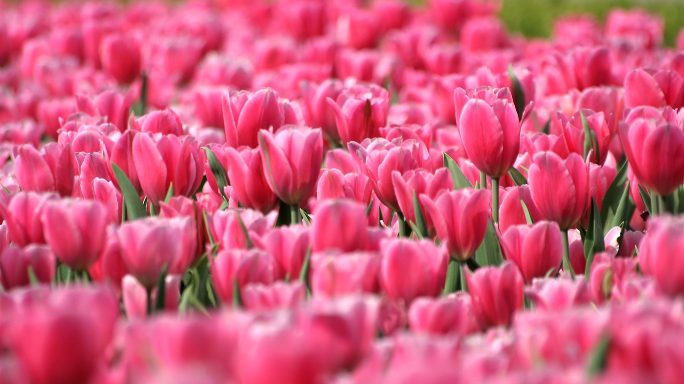 Tulip wallpaper album (9) #10 - 1366x768