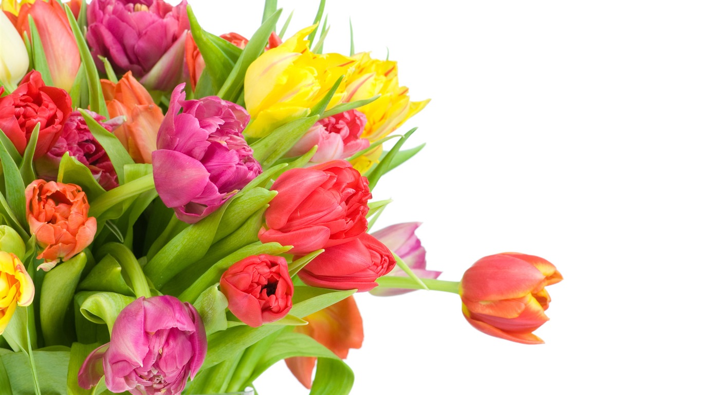 Tulip tapety album (9) #17 - 1366x768