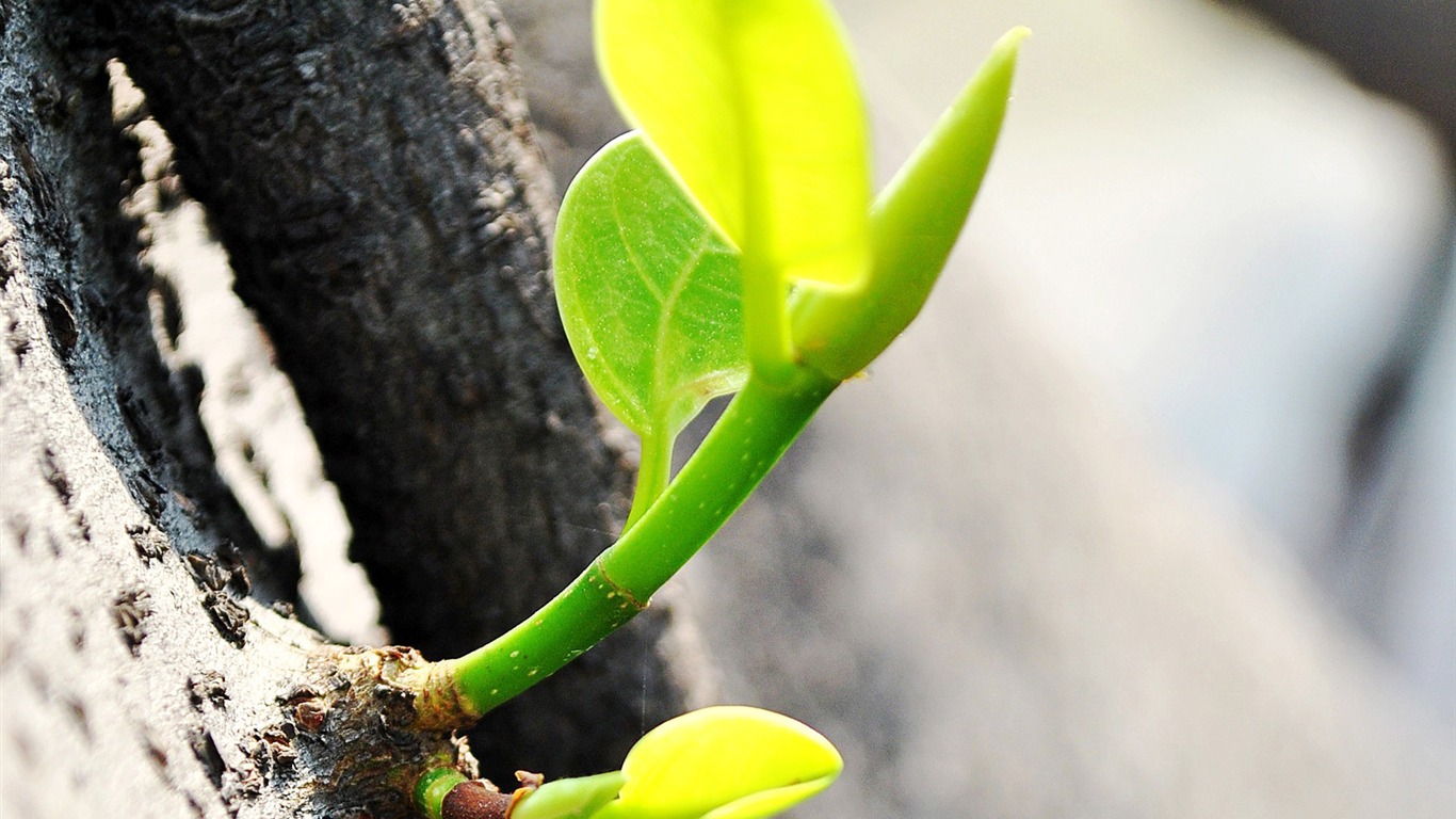 Macro Flower Grass (1) (genzhukou works) #1 - 1366x768