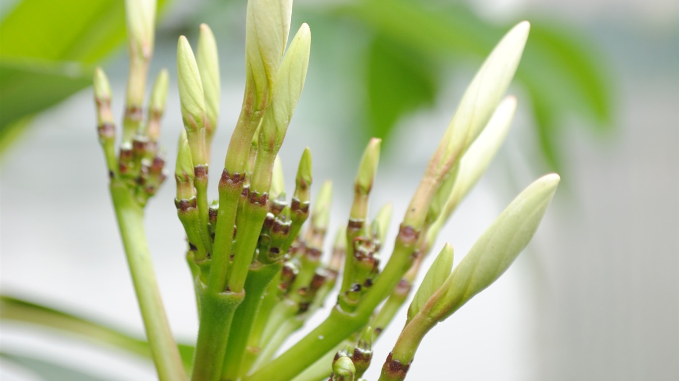 Macro Flower Grass (1) (genzhukou works) #3 - 1366x768