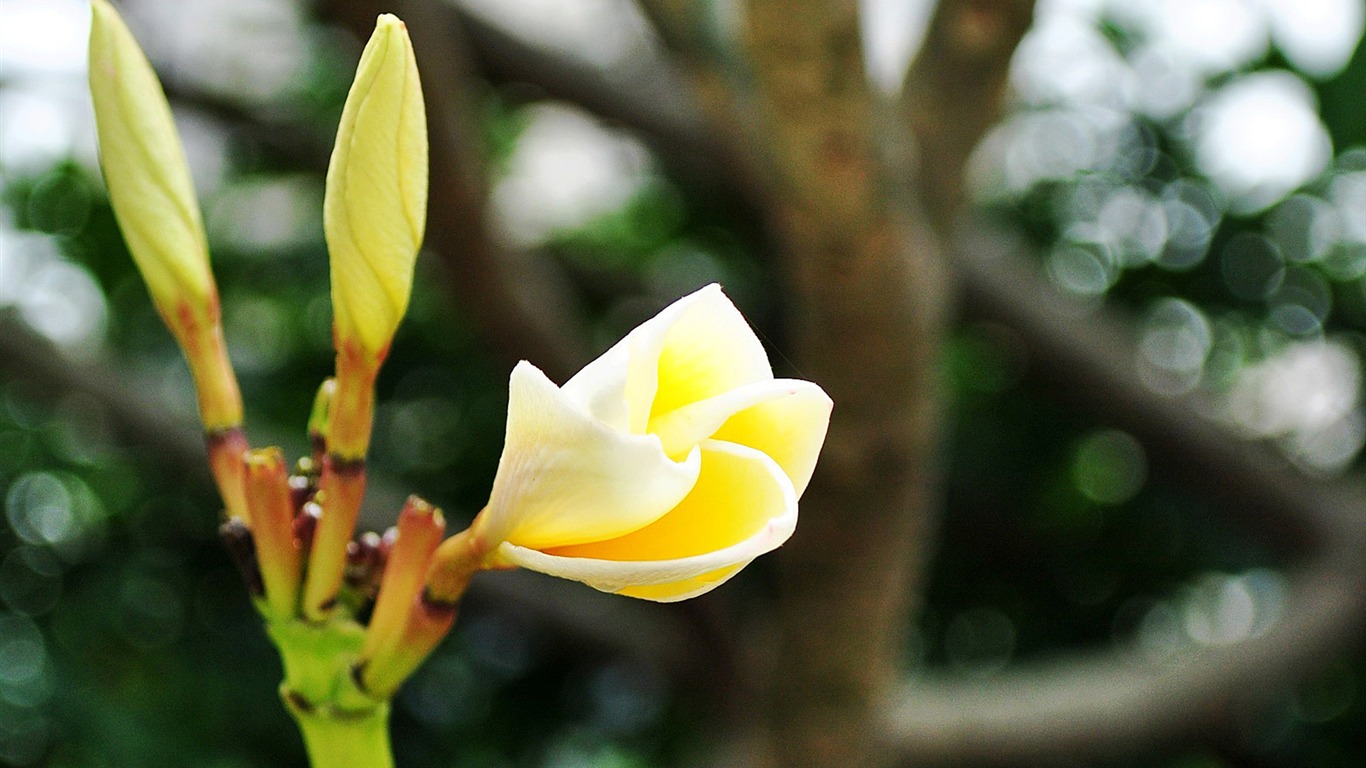 Macro Flower Grass (1) (genzhukou works) #5 - 1366x768