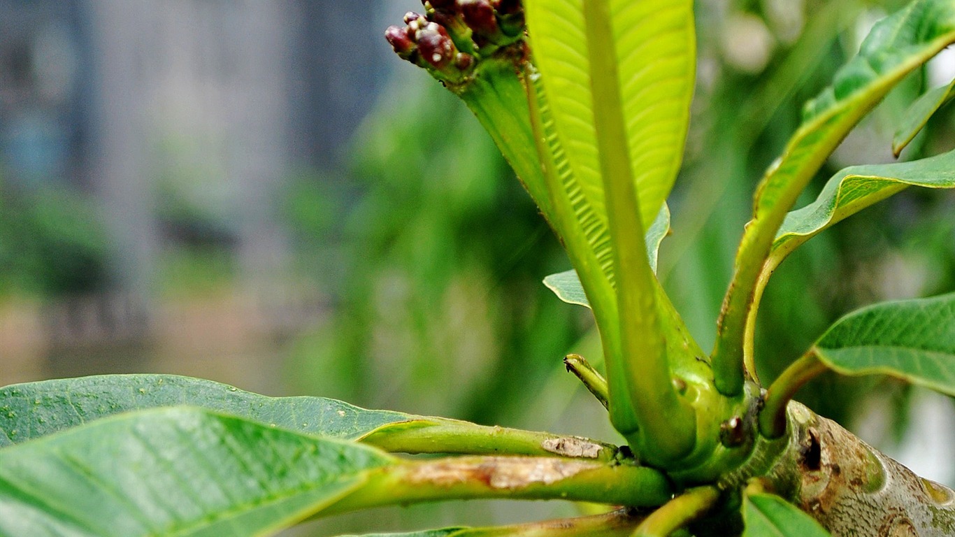 Macro Flower Grass (1) (genzhukou works) #10 - 1366x768