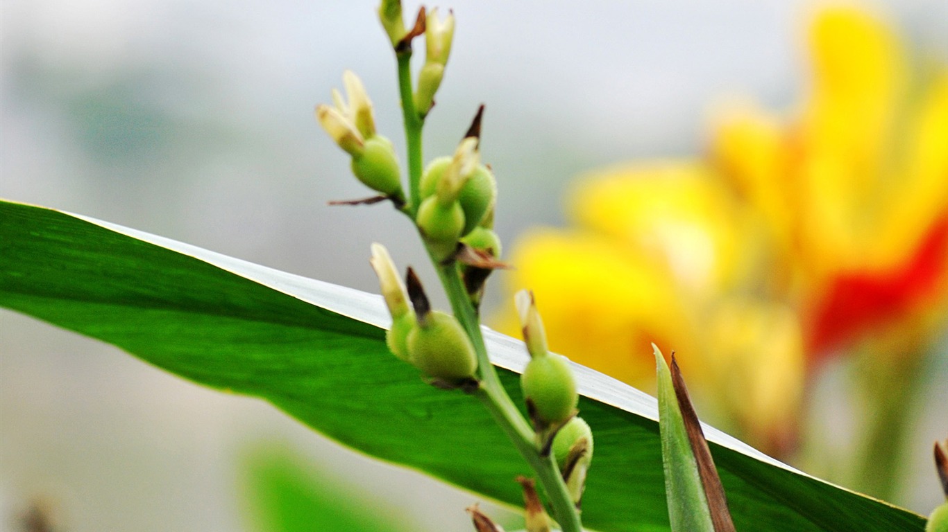 Macro Flower Grass (1) (genzhukou works) #13 - 1366x768