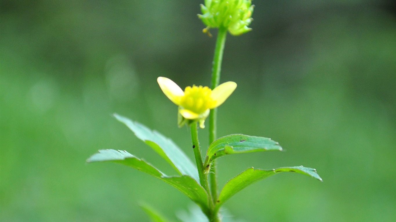 Macro Flower Grass (1) (genzhukou works) #16 - 1366x768